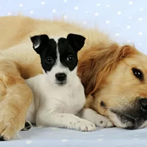 DOG. Jack russell terrier puppy laying under golden retrievers leg