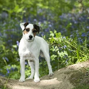 DOG - Jack russell terrier standing in bluebells