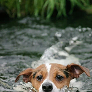 Dog - Jack Russell terrier swimming front view Bedfordshire UK