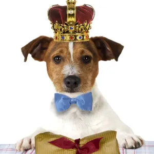 DOG. Jack russell terrier wearing bow tie sitting at table with gift wrapped bone parcel Digital Manipulated: added crown & bow tie JD - added parcel Su - removed plate & cutlery on table DOG. Jack russell terrier wearing bow tie sitting at table with gift wrapped bone parcel Digital Manipulated: added crown & bow tie JD - added parcel Su - removed plate & cutlery on table