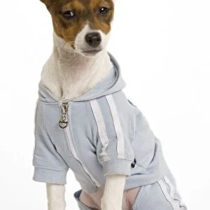 Dog - Jack Russell Terrier - Wearing clothes