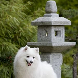 Dog - Japanese Spitz