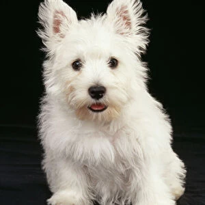 Dog JD 12688 West Highland White Terrier puppy © John Daniels / ARDEA LONDON