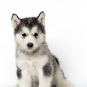 Dog JD 13337 Alaskan Malamute puppy © John Daniels / ARDEA LONDON