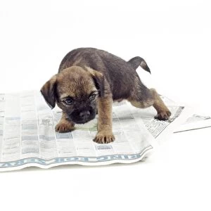 Dog JD 14241 Puppy urinating on newspaper. © John Daniels / ARDEA LONDON