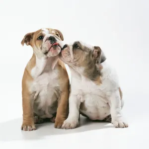 Dog JD 16572E Bulldog puppies © John Daniels / ardea. com Dog JD 16572E Bulldog puppies © John Daniels / ardea. com