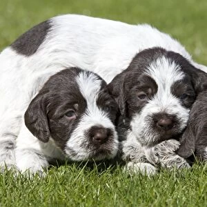 Dog - Korthal Griffon puppies