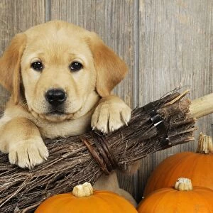 DOG. Labrador (8 week old pup) with broom & pumpkins