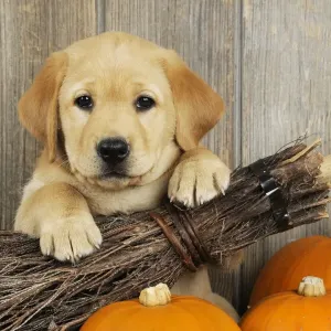 DOG. Labrador (8 week old pup) with broom & pumpkins