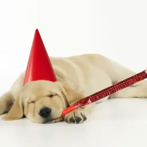 DOG. Labrador (8 week old pup) with party hat and party blower DOG. Labrador (8 week old pup) with party hat and party blower