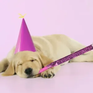 DOG. Labrador (8 week old pup) with party hat and party blower Digital Manipulation: party hat (JD). blower, hat & B/G to pink DOG. Labrador (8 week old pup) with party hat and party blower Digital Manipulation: party hat (JD). blower, hat & B/G to pink