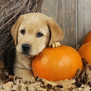 DOG. Labrador (8 week old pup) with Pumpkins & broom