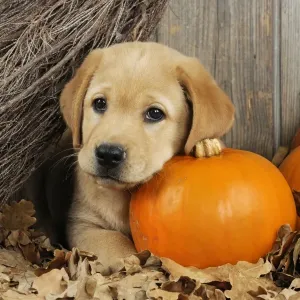 DOG. Labrador (8 week old pup) with Pumpkins & broom