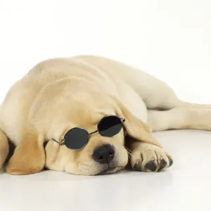 DOG. Labrador (8 week old pup) with round glasses, lying down. Captionable DOG. Labrador (8 week old pup) with round glasses, lying down. Captionable