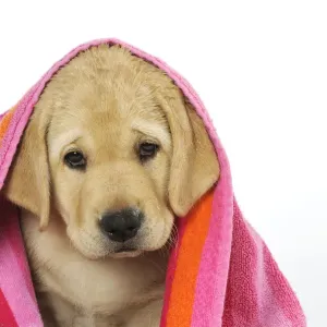 DOG. Labrador (8 week old pup) with towel DOG. Labrador (8 week old pup) with towel