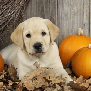 DOG. Labrador (8 week old pup)with pumpkins