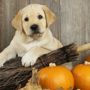 DOG. Labrador (8week old pup) with pumpkins