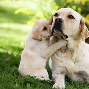 Dog - Labrador adult with puppy
