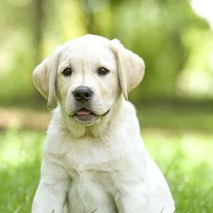 Dog - Labrador puppy sitting down in grass