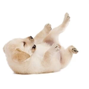 Dog - Labrador puppy in studio rolling on back