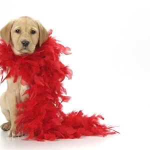 DOG. Labrador Retriever - 9 wk old puppy with red feather boa