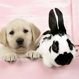 DOG. Labrador retriever puppy & English rabbit in a wooden box