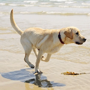 DOG. Labrador running in surf