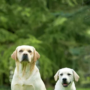 Dog - two labradors