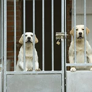Dog - two labradors at rescue centre