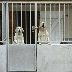 Dog - two labradors at rescue centre, barking