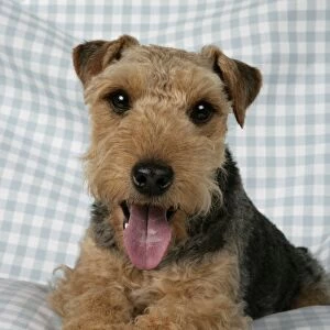 Dog - Lakeland Terrier with tongue sticking out panting on blue and white checked material