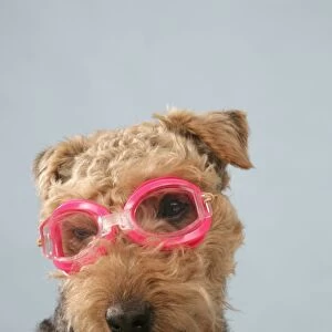 Dog - Lakeland Terrier wearing goggles