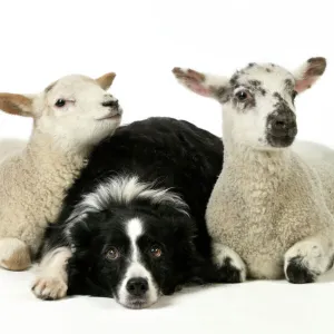 DOG & LAMB. Border collie sitting between two cross breed lambs