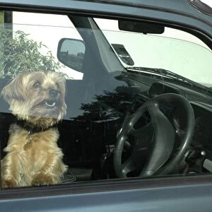 Dog left in car with window open for ventilation