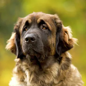 Dog - Leonberger