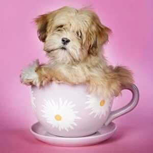 DOG - Lhasa Apso - 12 week old puppy in a big teacup