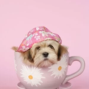 DOG - Lhasa Apso - 12 week old puppy in a big teacup wearing a pink hat