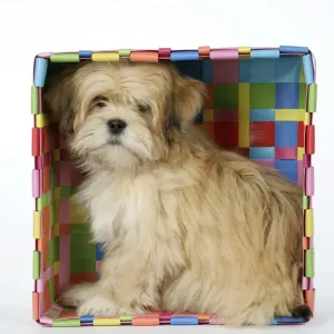 DOG - Lhasa Apso - 12 week old puppy in box DOG - Lhasa Apso - 12 week old puppy in box