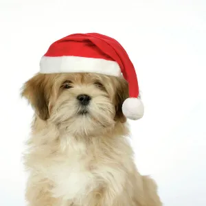 DOG - Lhasa Apso - 12 week old puppy with Christmas hat Digital Manipulation: Hat JD