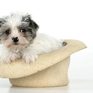 Dog. Lhasa Apso cross puppy (7 weeks old) in hat
