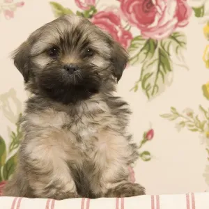 Dog - Lhasa Apso - puppy