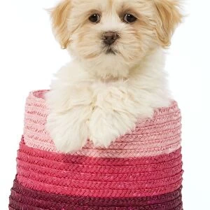 Dog - Lhasa Apso - puppy in pink raffia basket