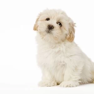 Dog - Lhasa Apso puppy in studio