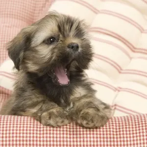 Dog - Lhasa Apso - puppy yawning