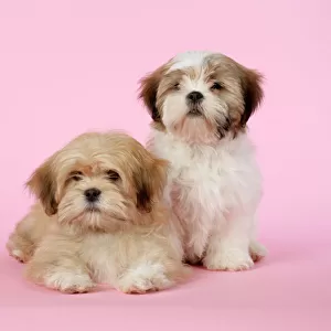 DOG - Lhasa Apso & Shih Tzu (on right) puppies