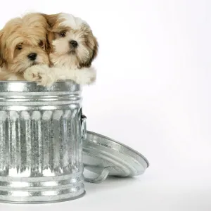 DOG - Lhasa Apso & Shih Tzu puppies in a dustbin