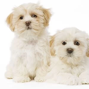 Dog - Lhassa Apso puppies in studio