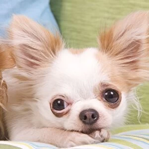 Dog - Long-haired Chihuahua