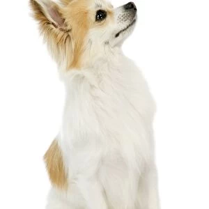 Dog - Long-haired Chihuahua - Looking up