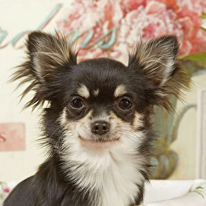 Dog - Long haired Chihuahua puppy